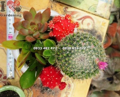 Cây Chậu Xương Rồng – Ý Nghĩa, Cách Chăm Sóc & Mua Bán Sỉ Lẻ Giá Tốt Tại TP.HCM