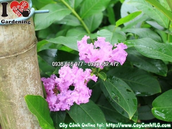 Cây Chậu Bằng Lăng – Ý Nghĩa, Cách Chăm Sóc & Mua Bán Sỉ Lẻ Giá Tốt Tại TP.HCM
