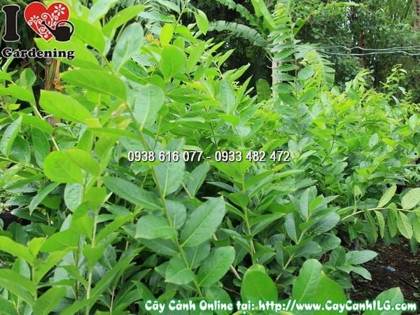 Cây Chậu Bằng Lăng – Ý Nghĩa, Cách Chăm Sóc & Mua Bán Sỉ Lẻ Giá Tốt Tại TP.HCM
