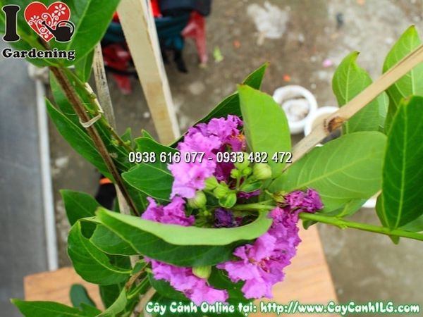 Cây Chậu Bằng Lăng – Ý Nghĩa, Cách Chăm Sóc & Mua Bán Sỉ Lẻ Giá Tốt Tại TP.HCM