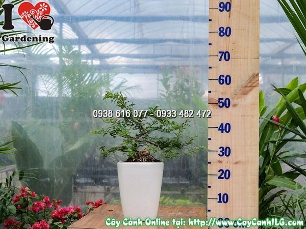 Cây Chậu Cần Thăng – Ý Nghĩa, Cách Chăm Sóc & Mua Bán Sỉ Lẻ Giá Tốt Tại TP.HCM