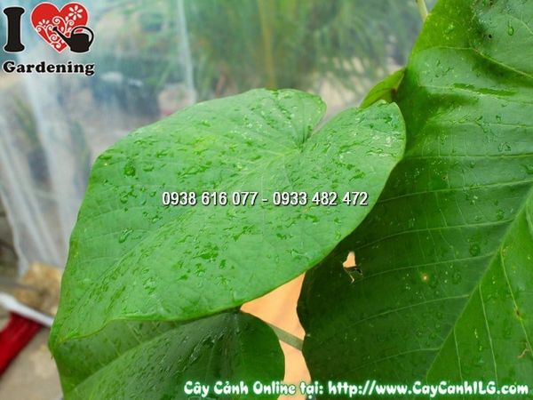 Cây Chậu Cát Đằng Lá – Ý Nghĩa, Cách Chăm Sóc & Mua Bán Sỉ Lẻ Giá Tốt Tại TP.HCM