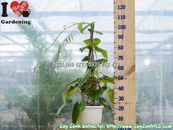 Cây Chậu Cát Đằng Lá – Ý Nghĩa, Cách Chăm Sóc & Mua Bán Sỉ Lẻ Giá Tốt Tại TP.HCM
