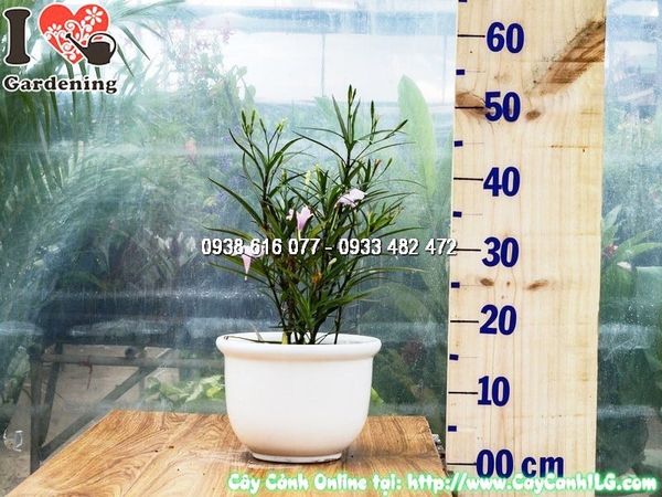 Cây Chậu Chiều Hồng – Ý Nghĩa, Cách Chăm Sóc & Mua Bán Sỉ Lẻ Giá Tốt Tại TP.HCM