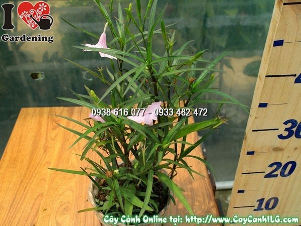 Cây Chậu Chiều Hồng – Ý Nghĩa, Cách Chăm Sóc & Mua Bán Sỉ Lẻ Giá Tốt Tại TP.HCM