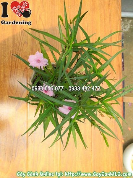 Cây Chậu Chiều Hồng – Ý Nghĩa, Cách Chăm Sóc & Mua Bán Sỉ Lẻ Giá Tốt Tại TP.HCM
