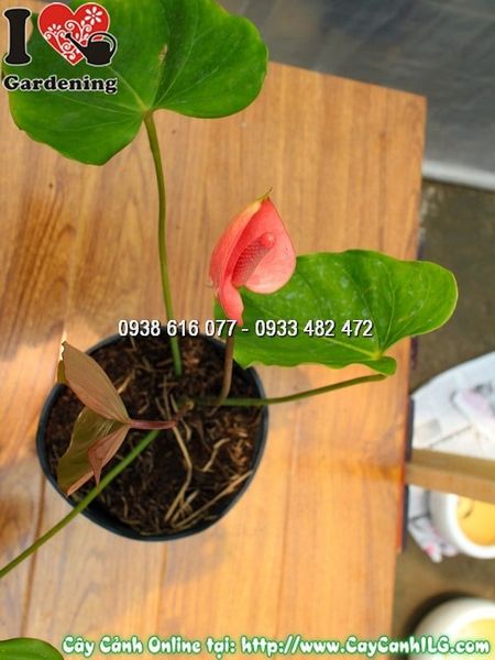 Cây Chậu Đại Hồng Môn Hoa Đỏ – Ý Nghĩa, Cách Chăm Sóc & Mua Bán Sỉ Lẻ Giá Tốt Tại TP.HCM