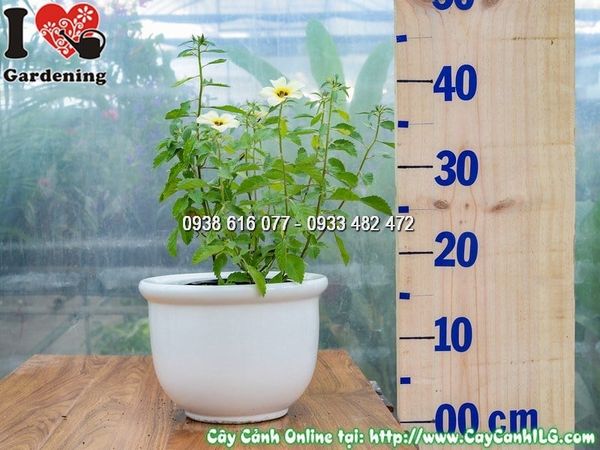 Cây Chậu Đông Hầu Trắng – Ý Nghĩa, Cách Chăm Sóc & Mua Bán Sỉ Lẻ Giá Tốt Tại TP.HCM