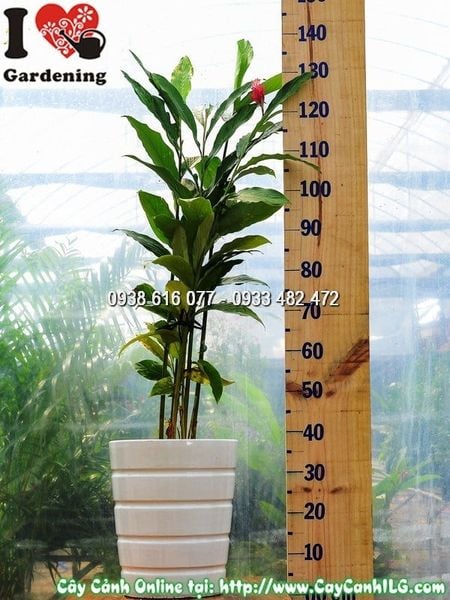 Cây Chậu Hạnh Phúc Hoa Đỏ – Ý Nghĩa, Cách Chăm Sóc & Mua Bán Sỉ Lẻ Giá Tốt Tại TP.HCM