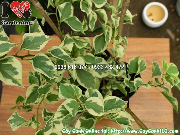 Cây Chậu Hoa Giấy Cẩm Thạch – Ý Nghĩa, Cách Chăm Sóc & Mua Bán Sỉ Lẻ Giá Tốt Tại TP.HCM