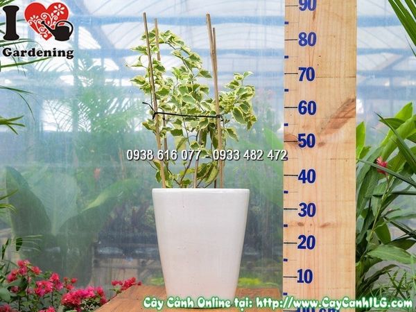 Cây Chậu Hoa Giấy Cẩm Thạch – Ý Nghĩa, Cách Chăm Sóc & Mua Bán Sỉ Lẻ Giá Tốt Tại TP.HCM