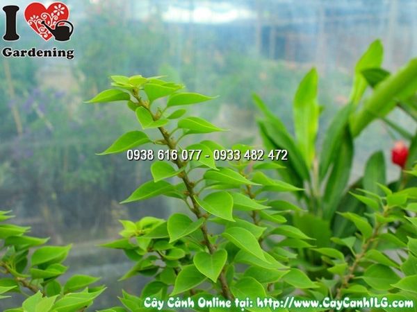 Cây Chậu Hoa Giấy Mỹ – Ý Nghĩa, Cách Chăm Sóc & Mua Bán Sỉ Lẻ Giá Tốt Tại TP.HCM