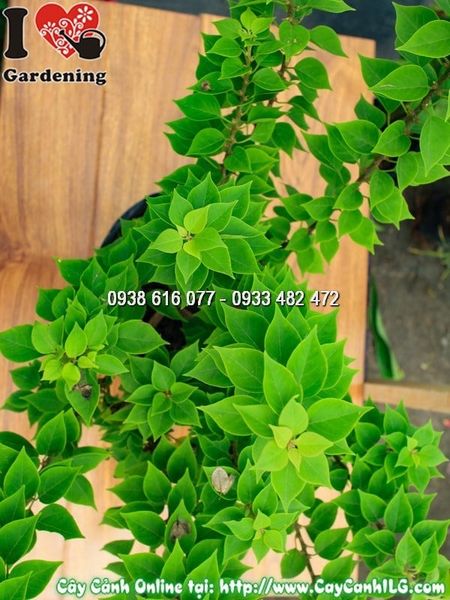 Cây Chậu Hoa Giấy Mỹ – Ý Nghĩa, Cách Chăm Sóc & Mua Bán Sỉ Lẻ Giá Tốt Tại TP.HCM