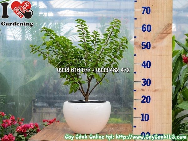 Cây Chậu Hoa Giấy Mỹ – Ý Nghĩa, Cách Chăm Sóc & Mua Bán Sỉ Lẻ Giá Tốt Tại TP.HCM