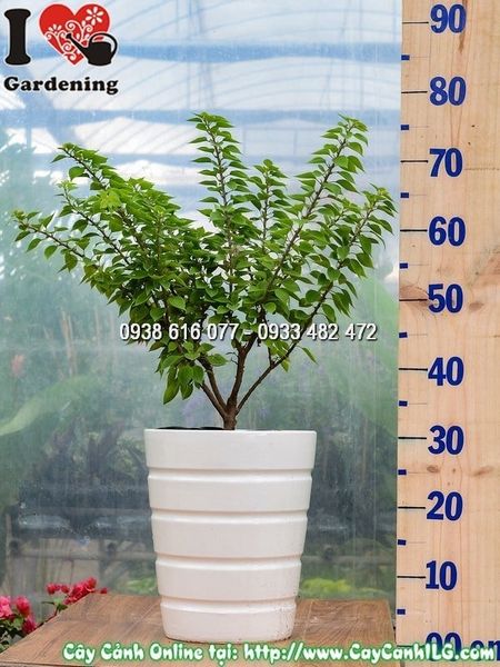 Cây Chậu Hoa Giấy Mỹ – Ý Nghĩa, Cách Chăm Sóc & Mua Bán Sỉ Lẻ Giá Tốt Tại TP.HCM