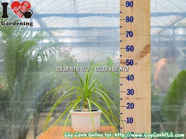 Cây Chậu Lan Bình Rượu – Ý Nghĩa, Cách Chăm Sóc & Mua Bán Sỉ Lẻ Giá Tốt Tại TP.HCM