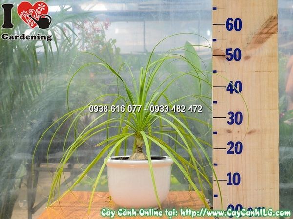 Cây Chậu Lan Bình Rượu – Ý Nghĩa, Cách Chăm Sóc & Mua Bán Sỉ Lẻ Giá Tốt Tại TP.HCM