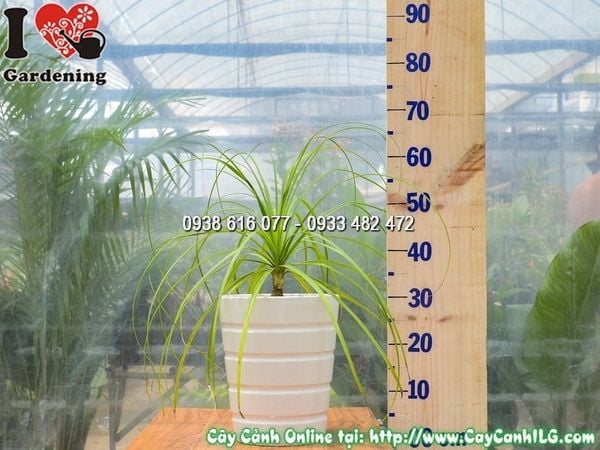 Cây Chậu Lan Bình Rượu – Ý Nghĩa, Cách Chăm Sóc & Mua Bán Sỉ Lẻ Giá Tốt Tại TP.HCM