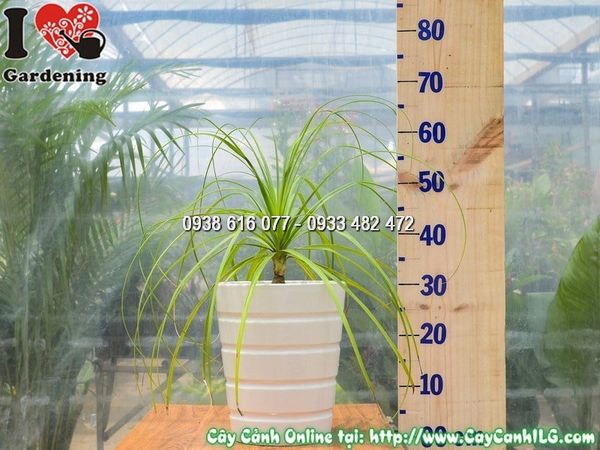Cây Chậu Lan Bình Rượu – Ý Nghĩa, Cách Chăm Sóc & Mua Bán Sỉ Lẻ Giá Tốt Tại TP.HCM