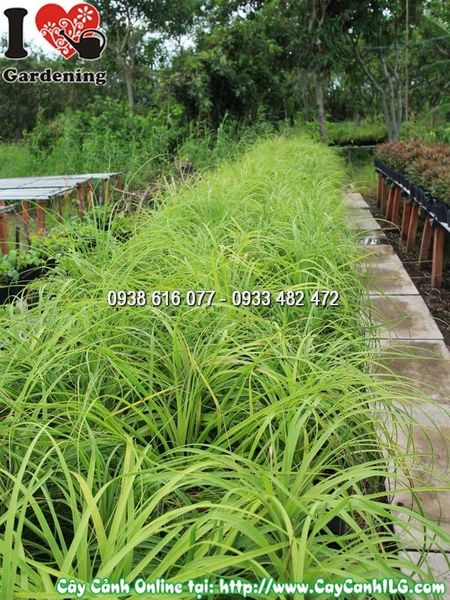 Cây Chậu Lan Bình Rượu – Ý Nghĩa, Cách Chăm Sóc & Mua Bán Sỉ Lẻ Giá Tốt Tại TP.HCM