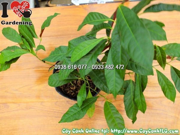 Cây Chậu Liễu Hai Da – Ý Nghĩa, Cách Chăm Sóc & Mua Bán Sỉ Lẻ Giá Tốt Tại TP.HCM
