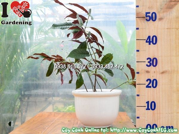 Cây Chậu Liễu Hai Da – Ý Nghĩa, Cách Chăm Sóc & Mua Bán Sỉ Lẻ Giá Tốt Tại TP.HCM