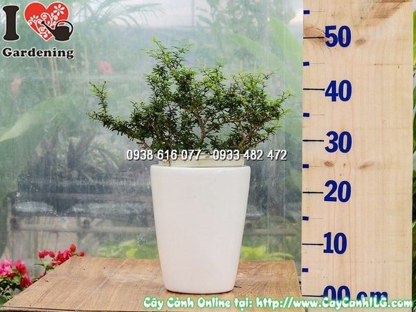 Cây Chậu Linh Sam Lá Rí – Ý Nghĩa, Cách Chăm Sóc & Mua Bán Sỉ Lẻ Giá Tốt Tại TP.HCM