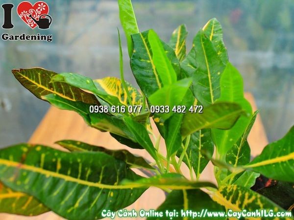 Cây Chậu Mít Eo – Ý Nghĩa, Cách Chăm Sóc & Mua Bán Sỉ Lẻ Giá Tốt Tại TP.HCM