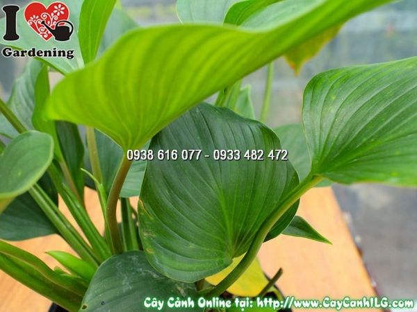 Cây Chậu Môn Thanh Tâm – Ý Nghĩa, Cách Chăm Sóc & Mua Bán Sỉ Lẻ Giá Tốt Tại TP.HCM