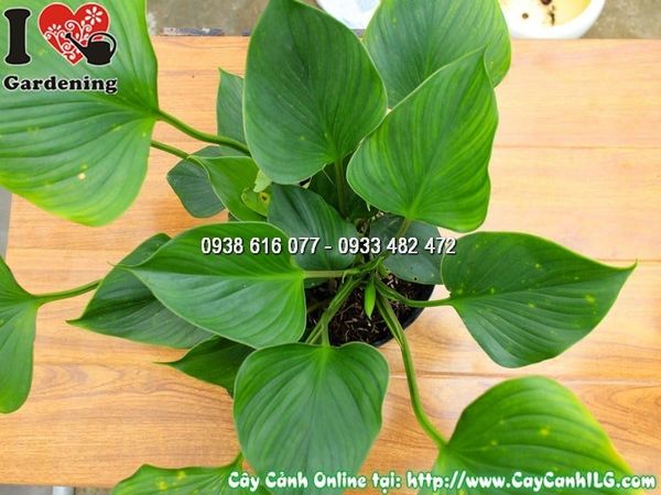Cây Chậu Môn Thanh Tâm – Ý Nghĩa, Cách Chăm Sóc & Mua Bán Sỉ Lẻ Giá Tốt Tại TP.HCM