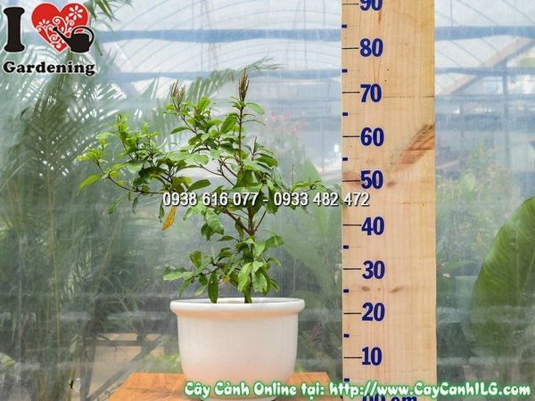 Cây Chậu Thần Kỳ – Ý Nghĩa, Cách Chăm Sóc & Mua Bán Sỉ Lẻ Giá Tốt Tại TP.HCM