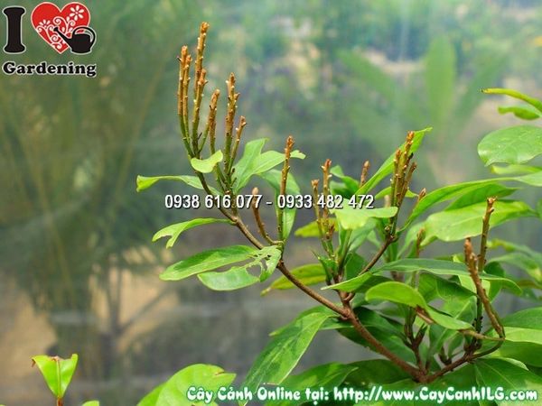 Cây Chậu Thần Kỳ – Ý Nghĩa, Cách Chăm Sóc & Mua Bán Sỉ Lẻ Giá Tốt Tại TP.HCM