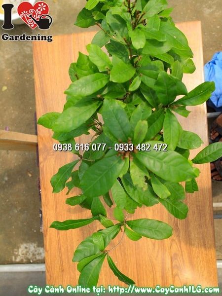 Cây Chậu Thần Kỳ – Ý Nghĩa, Cách Chăm Sóc & Mua Bán Sỉ Lẻ Giá Tốt Tại TP.HCM