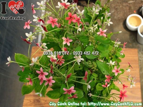 Cây Chậu Trang Leo Đứng – Ý Nghĩa, Cách Chăm Sóc & Mua Bán Sỉ Lẻ Giá Tốt Tại TP.HCM
