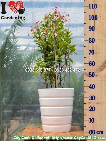 Cây Chậu Trang Leo Đứng – Ý Nghĩa, Cách Chăm Sóc & Mua Bán Sỉ Lẻ Giá Tốt Tại TP.HCM