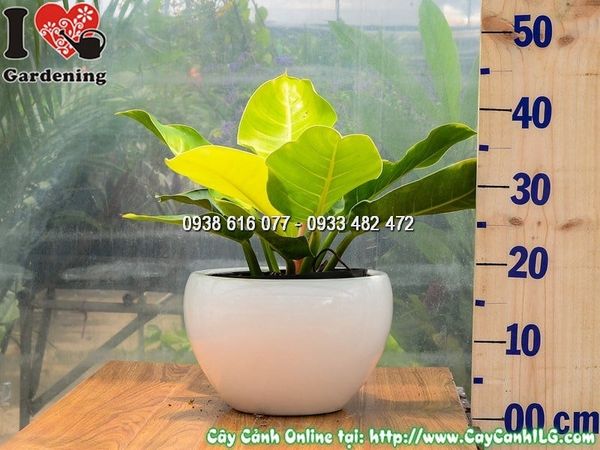 Cây Chậu Trầu Bà Đế Vương Vàng – Ý Nghĩa, Cách Chăm Sóc & Mua Bán Sỉ Lẻ Giá Tốt Tại TP.HCM