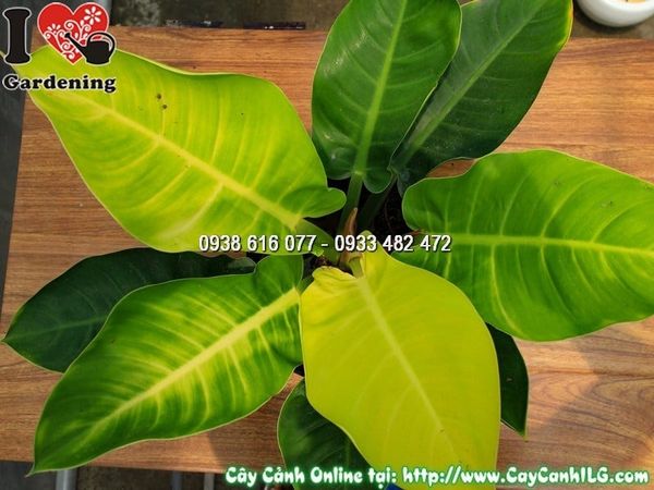 Cây Chậu Trầu Bà Đế Vương Vàng – Ý Nghĩa, Cách Chăm Sóc & Mua Bán Sỉ Lẻ Giá Tốt Tại TP.HCM