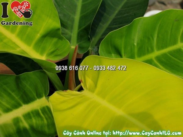 Cây Chậu Trầu Bà Đế Vương Vàng – Ý Nghĩa, Cách Chăm Sóc & Mua Bán Sỉ Lẻ Giá Tốt Tại TP.HCM