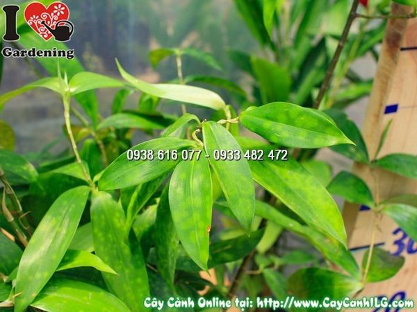 Cây Chậu Trúc Nhật – Ý Nghĩa, Cách Chăm Sóc & Mua Bán Sỉ Lẻ Giá Tốt Tại TP.HCM