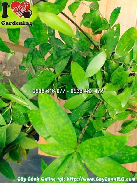 Cây Chậu Trúc Nhật – Ý Nghĩa, Cách Chăm Sóc & Mua Bán Sỉ Lẻ Giá Tốt Tại TP.HCM