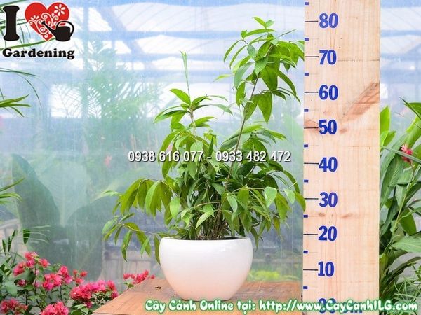 Cây Chậu Trúc Nhật – Ý Nghĩa, Cách Chăm Sóc & Mua Bán Sỉ Lẻ Giá Tốt Tại TP.HCM