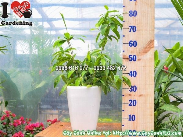 Cây Chậu Trúc Nhật – Ý Nghĩa, Cách Chăm Sóc & Mua Bán Sỉ Lẻ Giá Tốt Tại TP.HCM