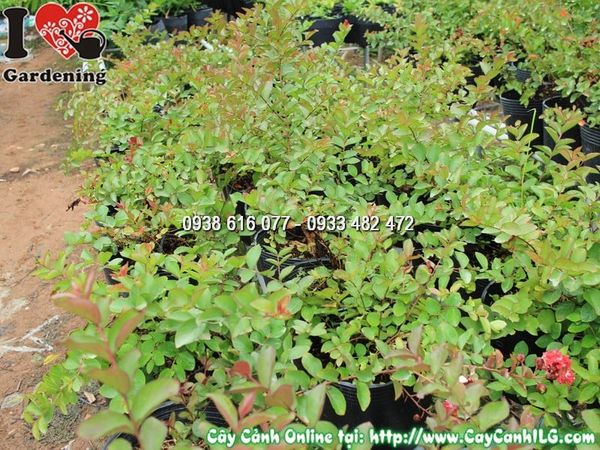 Cây Chậu Tường Vi Hoa Đỏ – Ý Nghĩa, Cách Chăm Sóc & Mua Bán Sỉ Lẻ Giá Tốt Tại TP.HCM