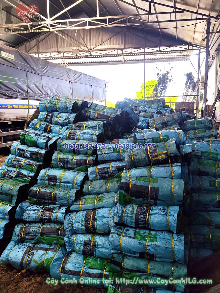 Cỏ nhung nhật thảm cuộn xanh mướt trải sẵn