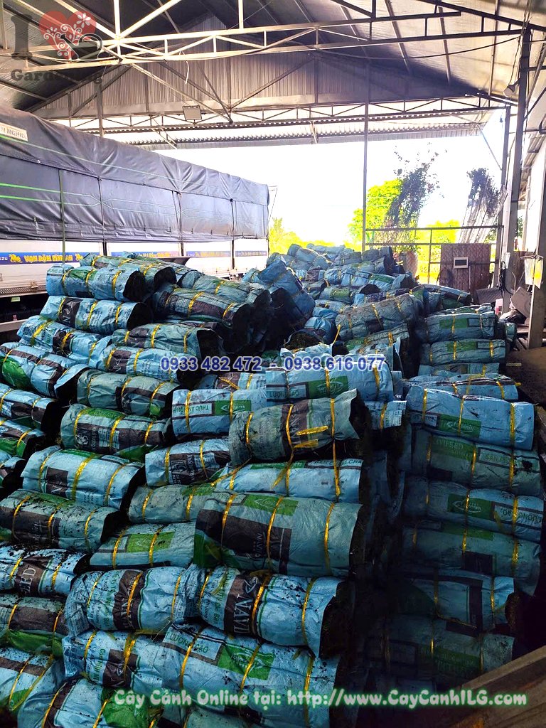 Cận cảnh bề mặt cỏ nhung nhật thảm cuộn mịn màng