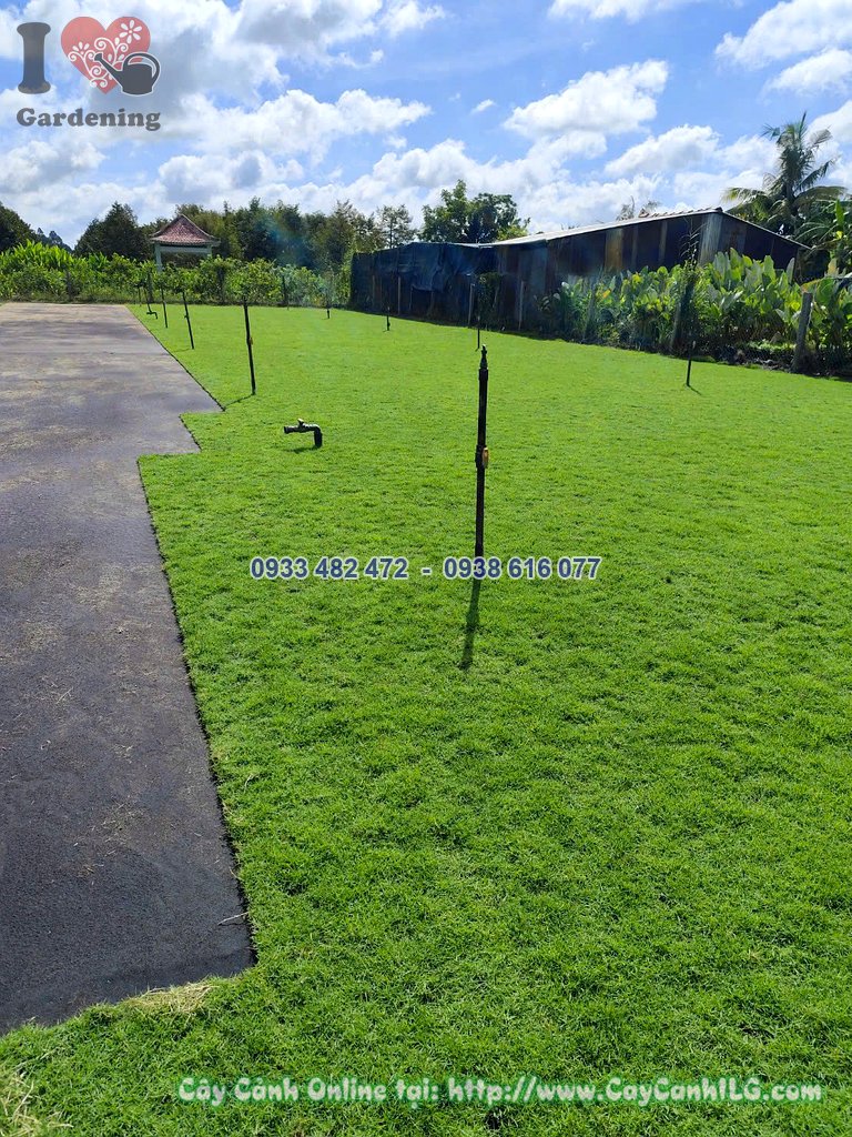 Cỏ nhung nhật thảm cuộn dùng cho công trình cảnh quan lớn