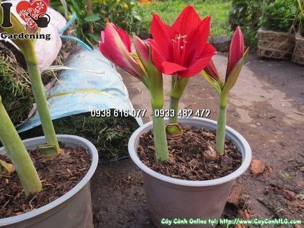 Cây Củ Hoa Huệ Tây – Ý Nghĩa, Cách Chăm Sóc & Mua Bán Sỉ Lẻ Giá Tốt Tại TP.HCM
