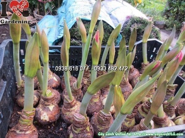 Cây Củ Hoa Huệ Tây – Ý Nghĩa, Cách Chăm Sóc & Mua Bán Sỉ Lẻ Giá Tốt Tại TP.HCM
