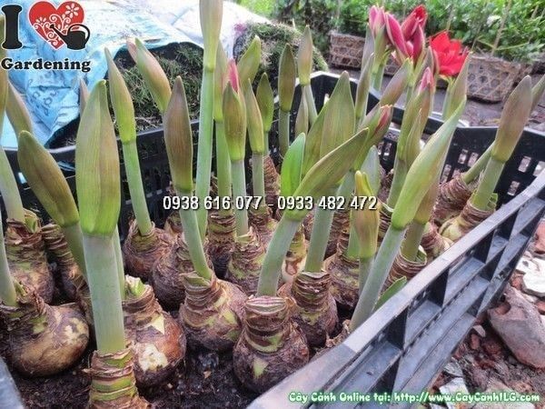 Cây Củ Hoa Huệ Tây – Ý Nghĩa, Cách Chăm Sóc & Mua Bán Sỉ Lẻ Giá Tốt Tại TP.HCM