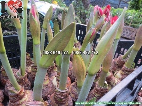 Cây Củ Hoa Huệ Tây – Ý Nghĩa, Cách Chăm Sóc & Mua Bán Sỉ Lẻ Giá Tốt Tại TP.HCM